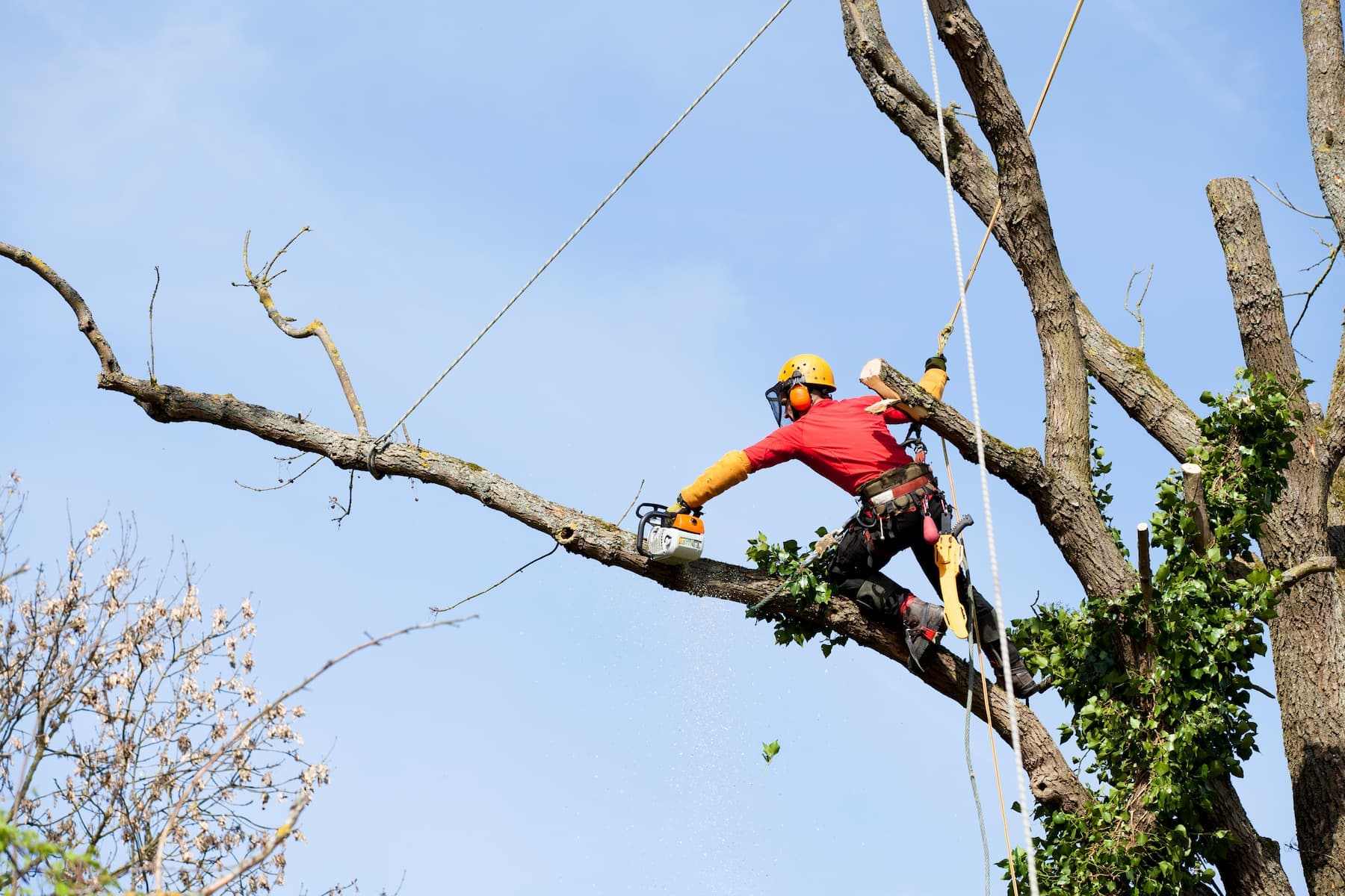 Notre expertise :<br/><span>élagage d’arbre</span>